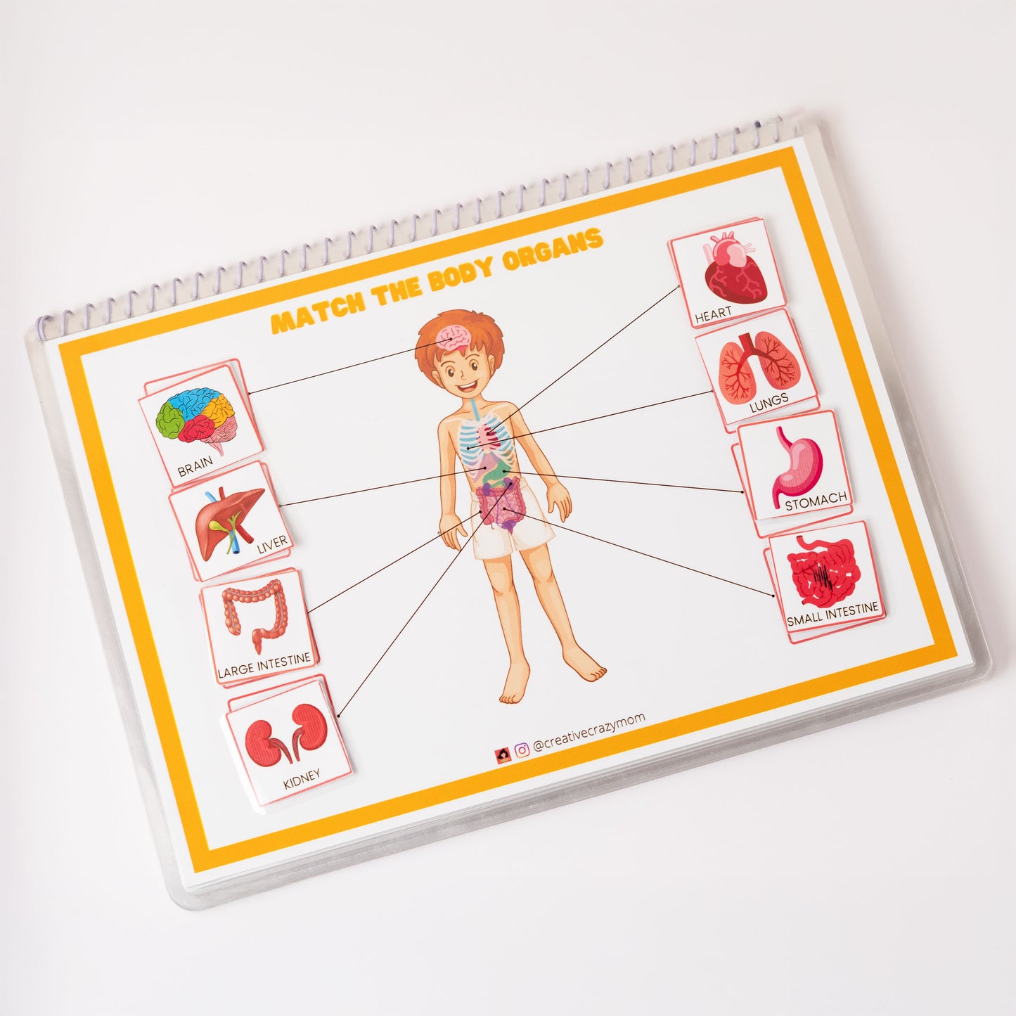 Anatomy Kit