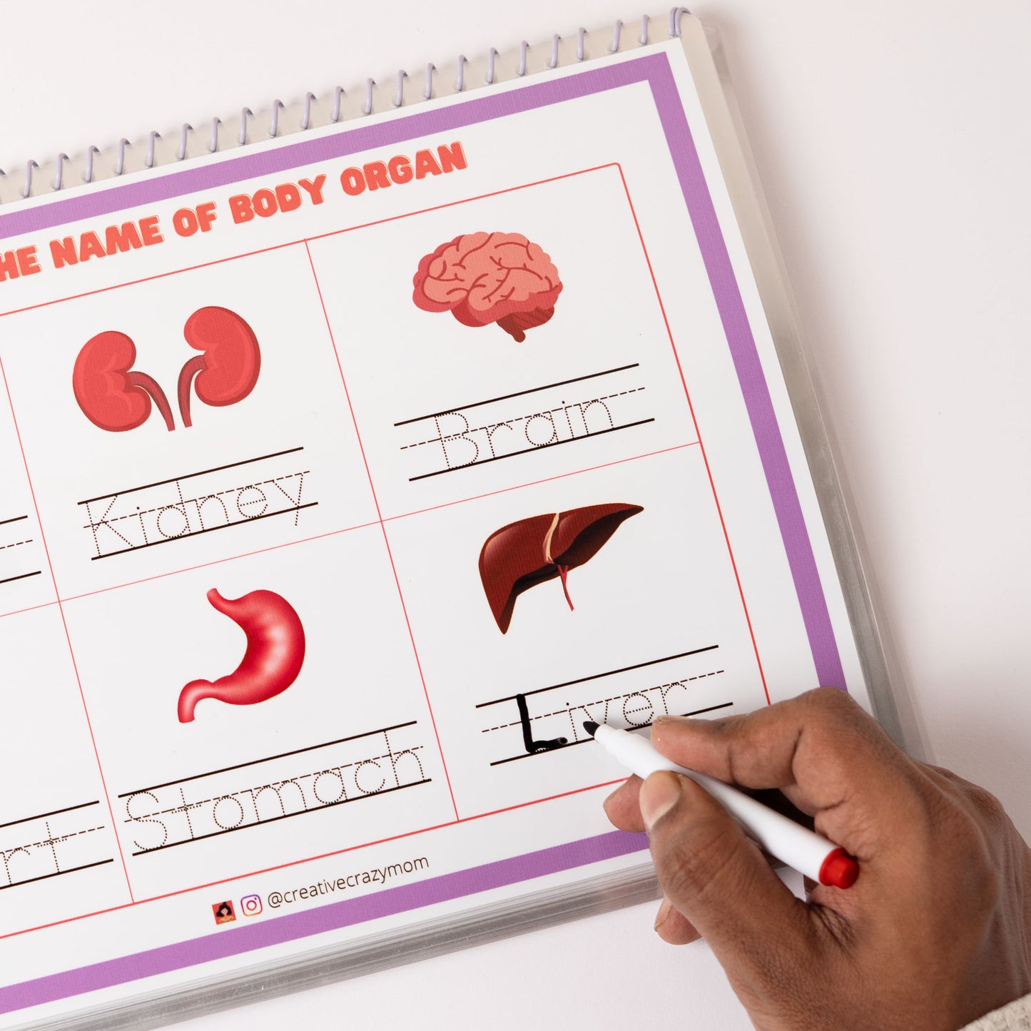 Anatomy Kit