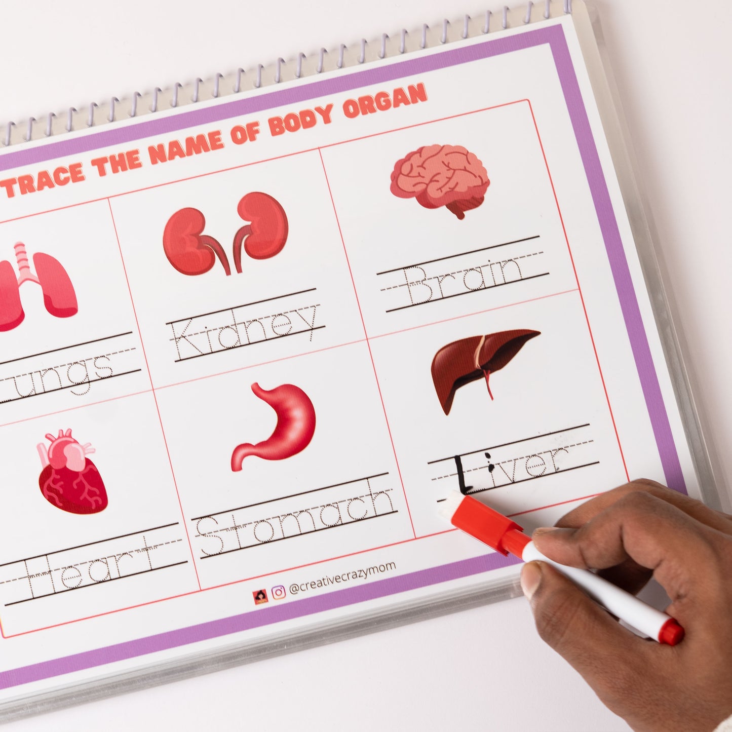 Anatomy Kit
