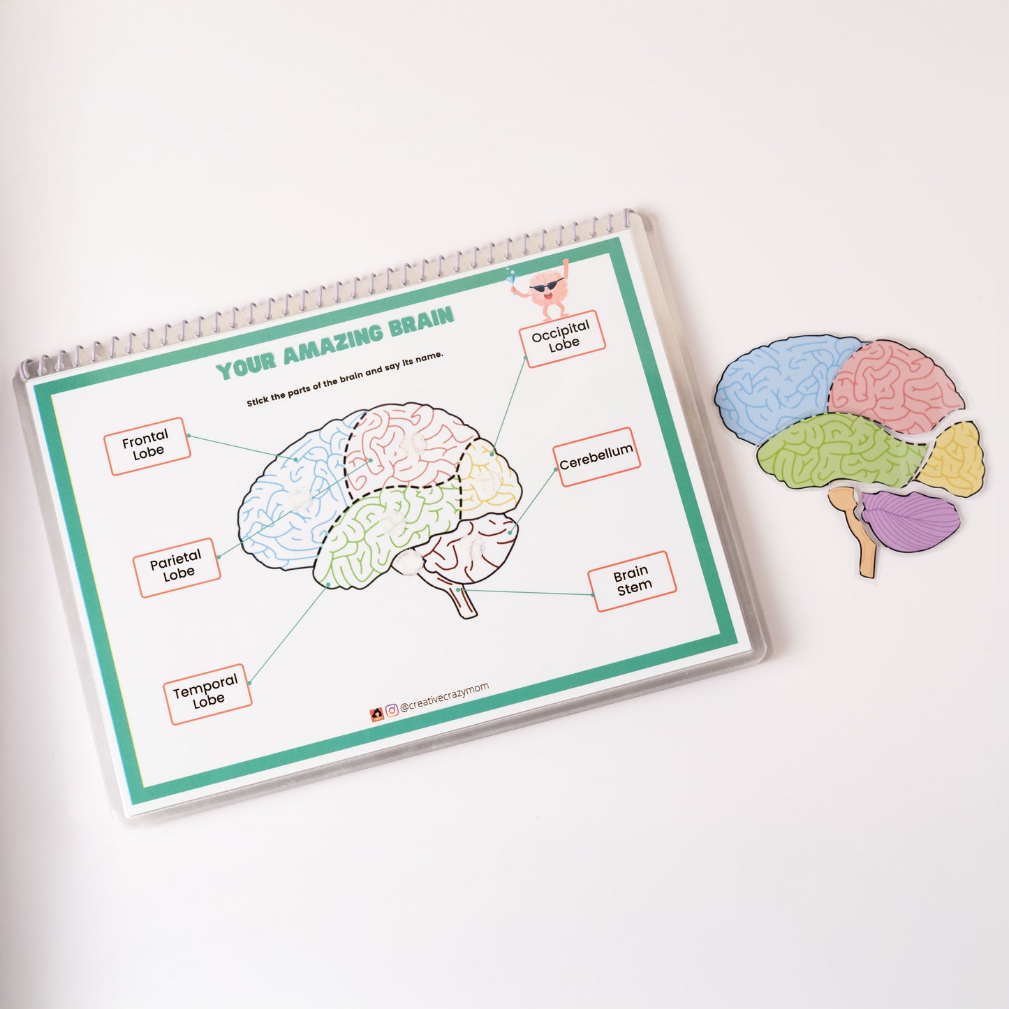 Anatomy Kit