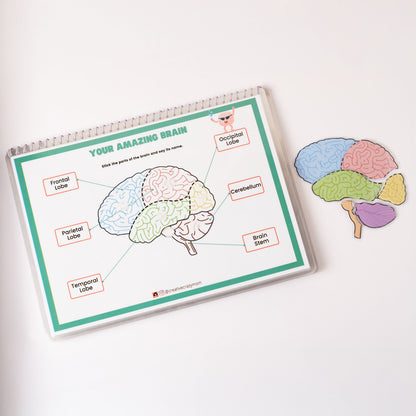 Anatomy Kit