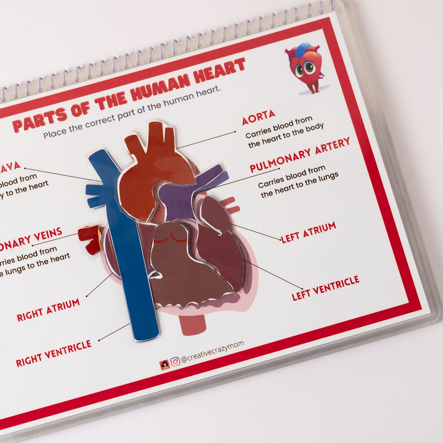 Anatomy Kit