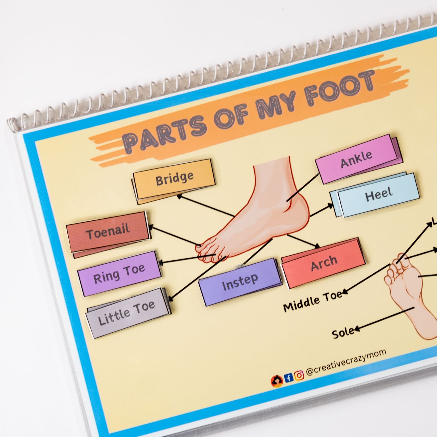 Body Parts