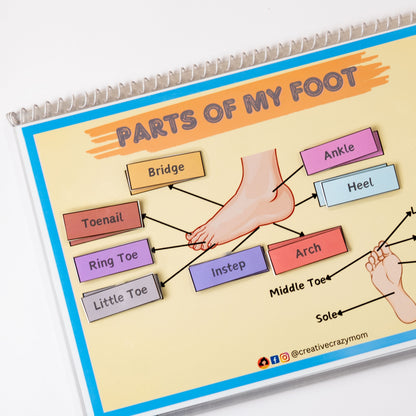 Body Parts