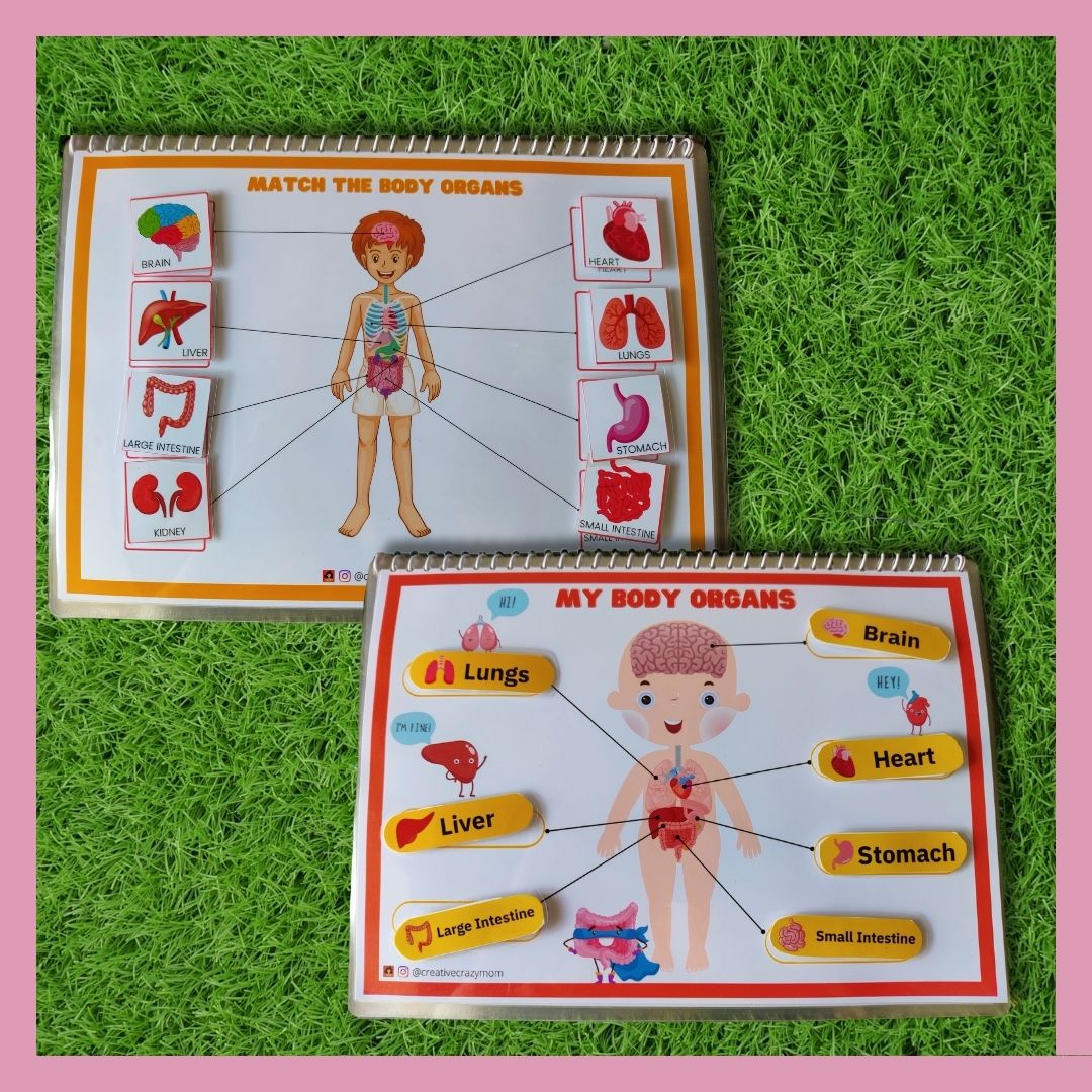 Anatomy Kit Creative Crazy Mom